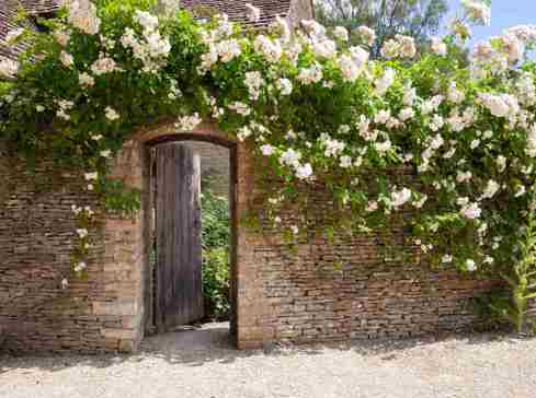 Garden wall with climbing plant growing over the top into a neighbour garden