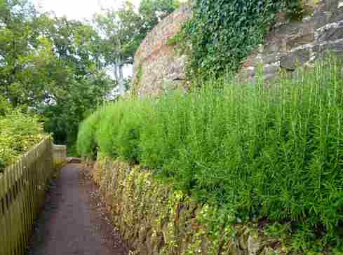 Garden boundary wall with shrubs and high hedge